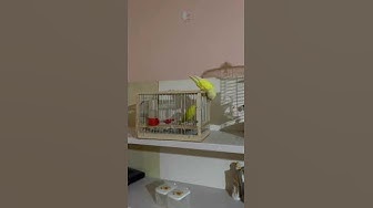 Video thumbnail for I Bring A New Friend #shorts