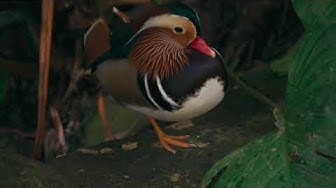 Video thumbnail for what the duck