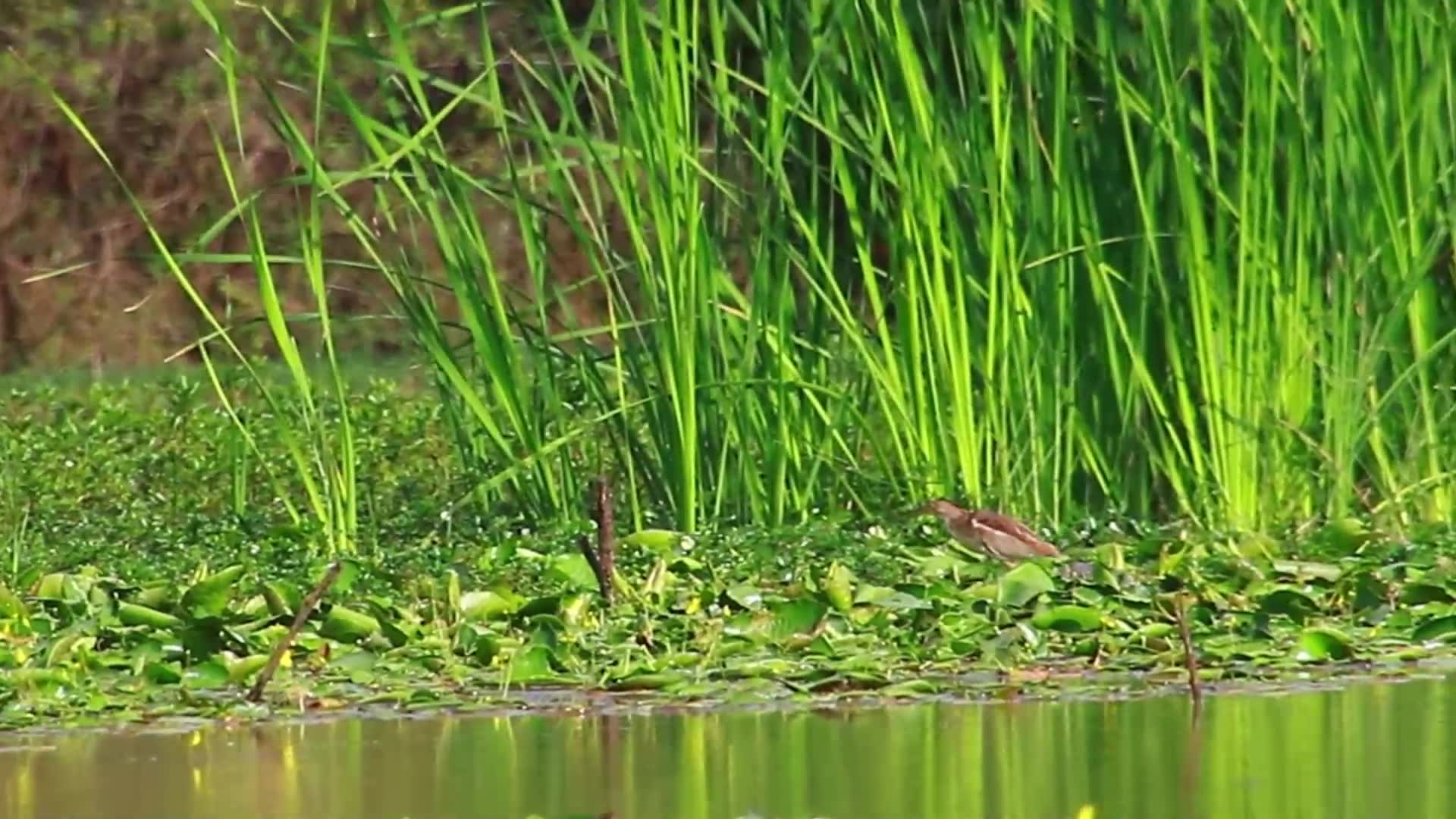 Video thumbnail for ebird catch fish eat