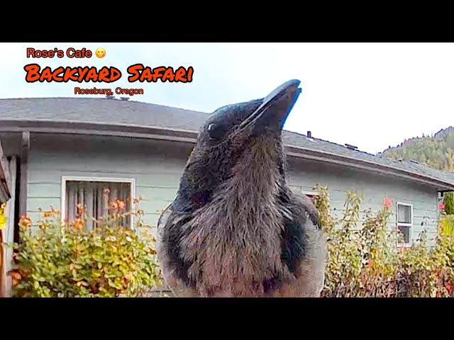 Video thumbnail for Backyard Safari, October 2, 2025