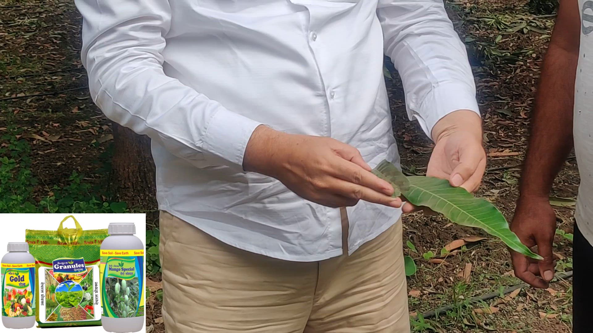 Video thumbnail for “Mango Leaf Comparison: Organic vs. Conventional”