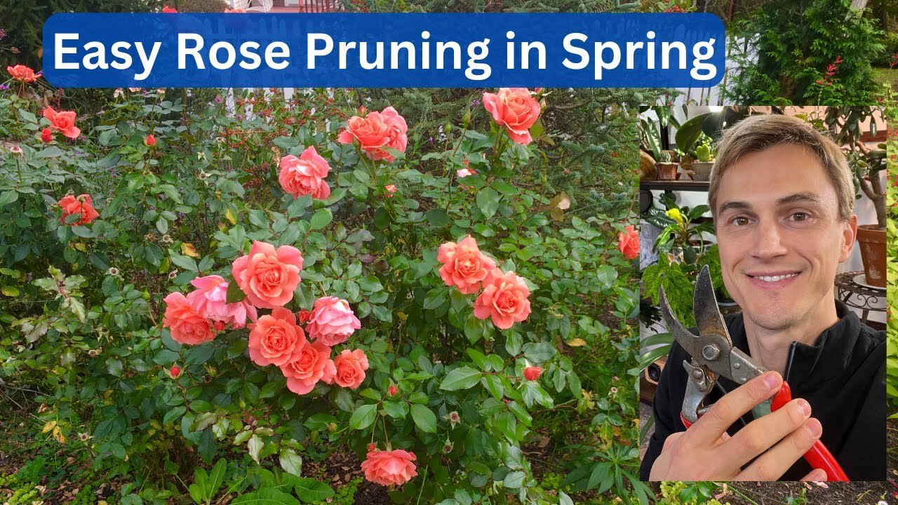Video thumbnail for How To Prune ROSES In Spring For Maximum Flowers Easy & Fast