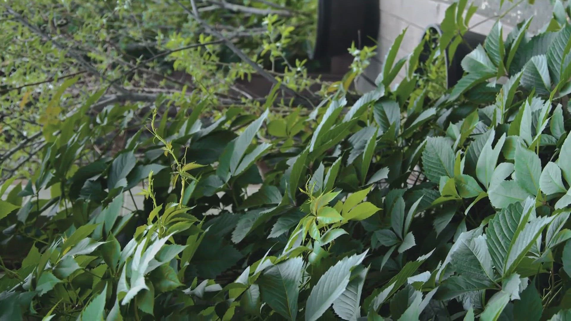 'Video thumbnail for Creative Garden Wall Ideas'