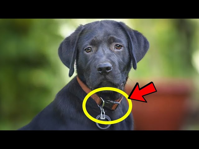 Video thumbnail for She Wanted to Adopt a Stray Dog But Found Something Strange on His Dog Collar
