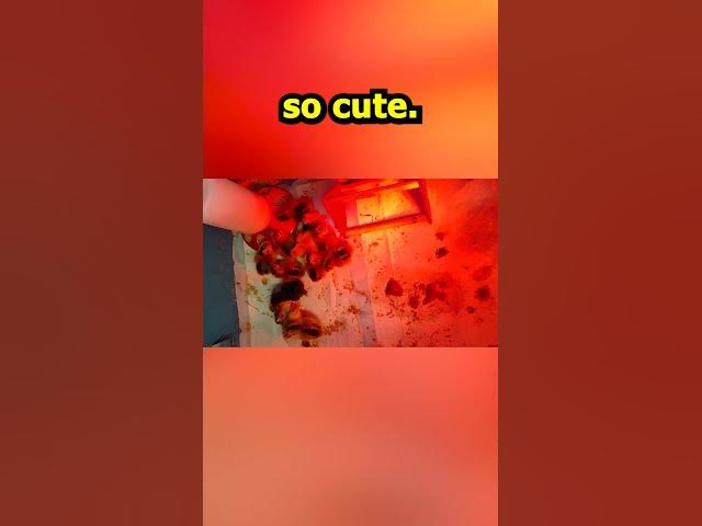 Video thumbnail for Newly Hatched Chicks Sept 22, 2022 #Shorts