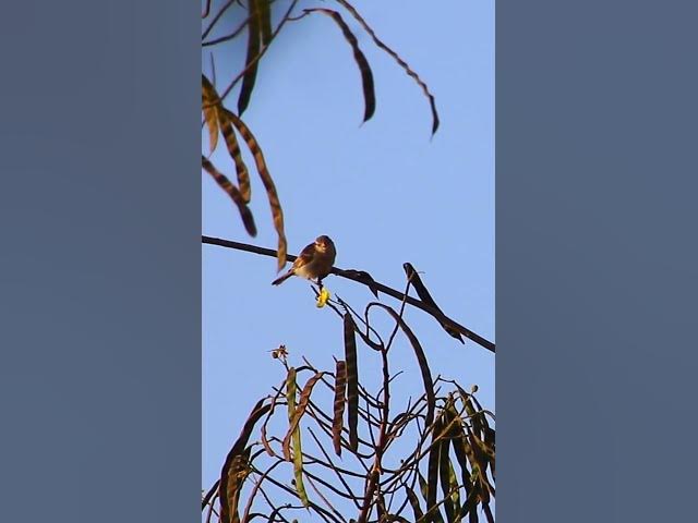 Video thumbnail for Cute Sparrow Bird #dovebird #smallbird #birds #bird #shortdove #nestdove #babiesdove