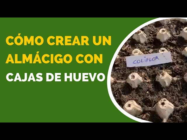 Video thumbnail for Cómo hacer un almácigo con cajas de huevo🥚🌱 #Reciclaje