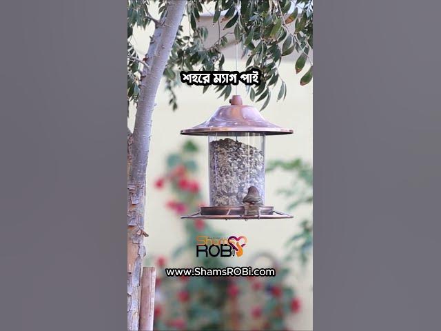 Video thumbnail for আমি আসলে পাখি হয়ে জন্মাতে চেয়েছিলাম || প্রবর রিপন