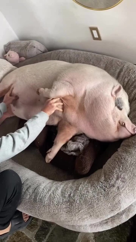 Video thumbnail for Spoiled House Pig Loving Cozy Belly Rubs