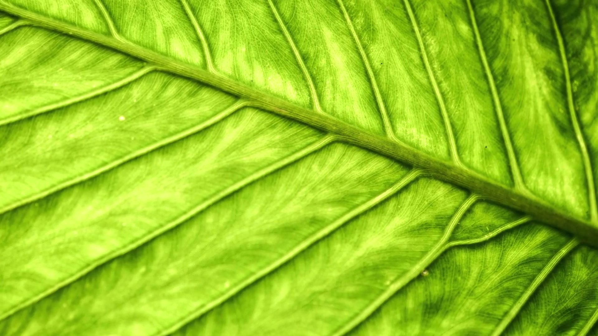 Video thumbnail for Alocasia Polly Root Rot Fix