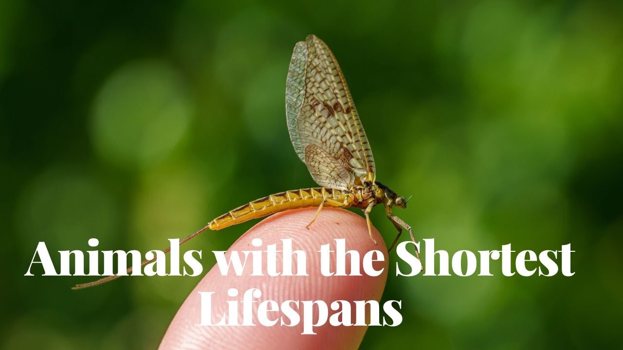 'Video thumbnail for Animals with the Shortest Lifespans'