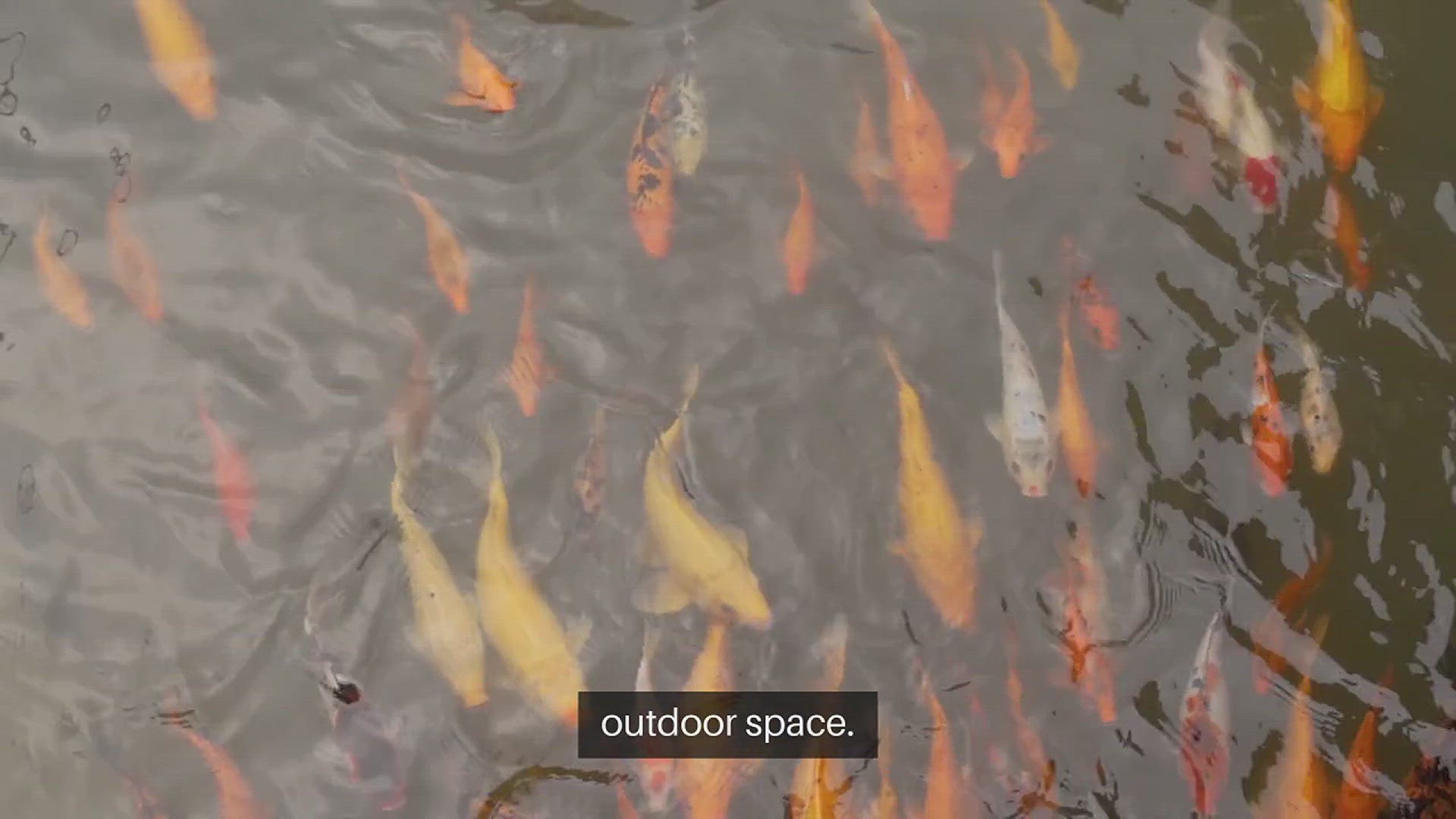 Video thumbnail for Koi Fish Pond Design