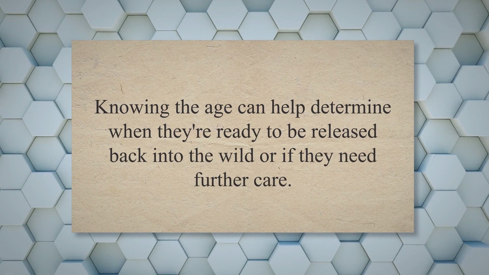 Video thumbnail for Cracking the Code: A Guide to Determining the Age of Baby Pigeons