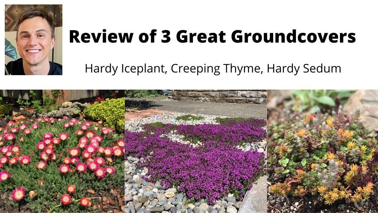 Video thumbnail for GROUND COVER REVIEW for the Sunny Garden: Hardy Iceplant, Creeping Thyme, Hardy Sedum