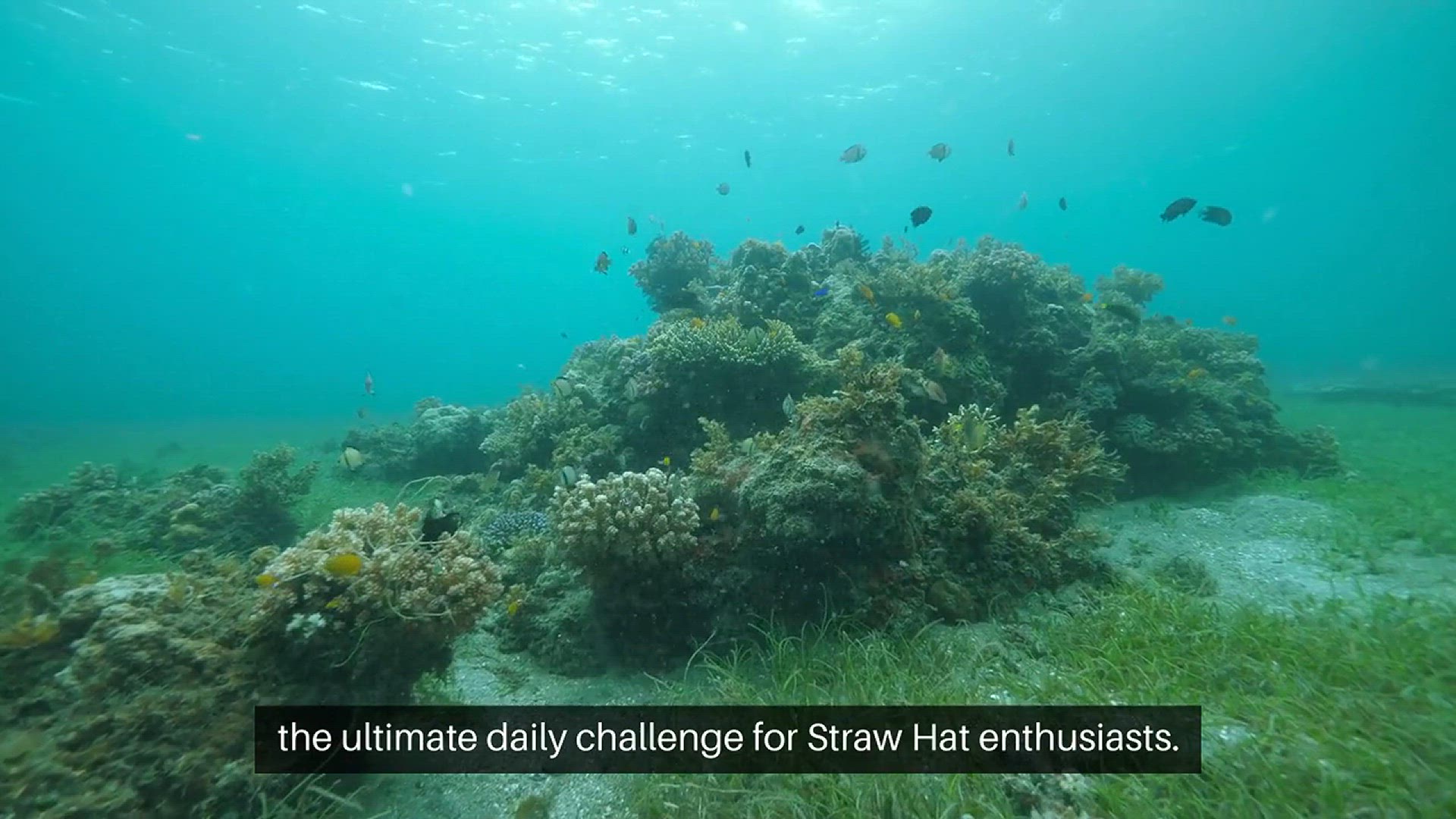 Video thumbnail for Onepiecedle Answers Today January 9th, 2025: Classic, Devil Fruit, Wanted, Laugh