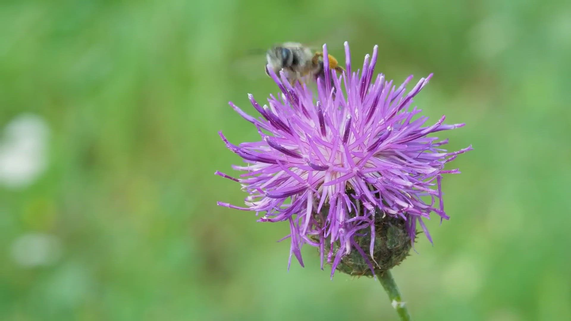 'Video thumbnail for How to Fight Asparagus Beetles'