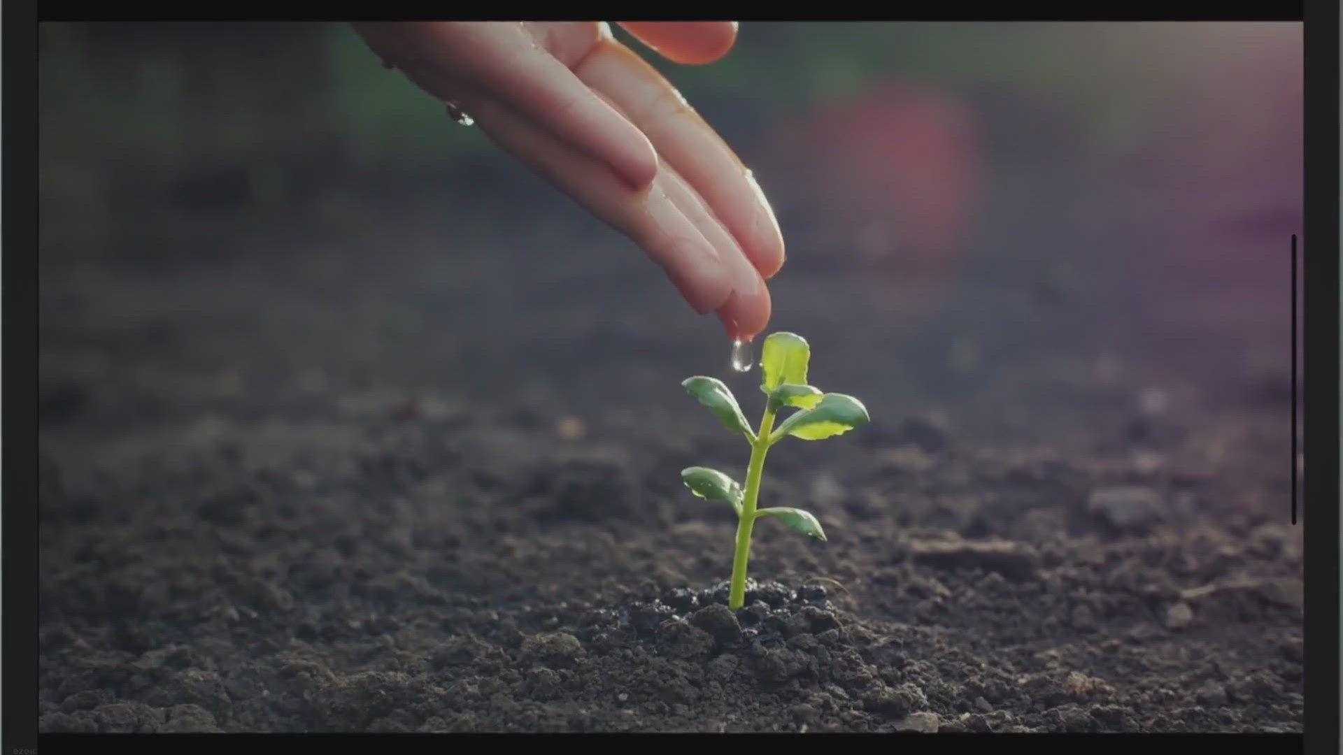Video thumbnail for Magerwiesen-Margerite wird braun – 7 Gründe und Lösungen