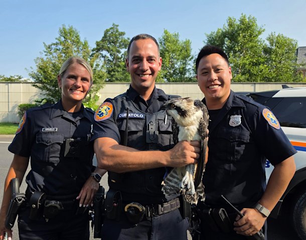 Video thumbnail for Osprey rescued after falling from nest in North Hills