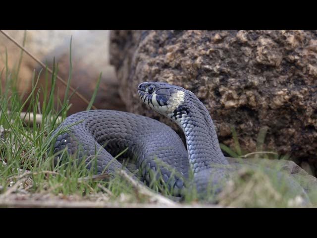 Video thumbnail for The Evolutionary Tale: Did Snakes Once Have Legs? (Explained)