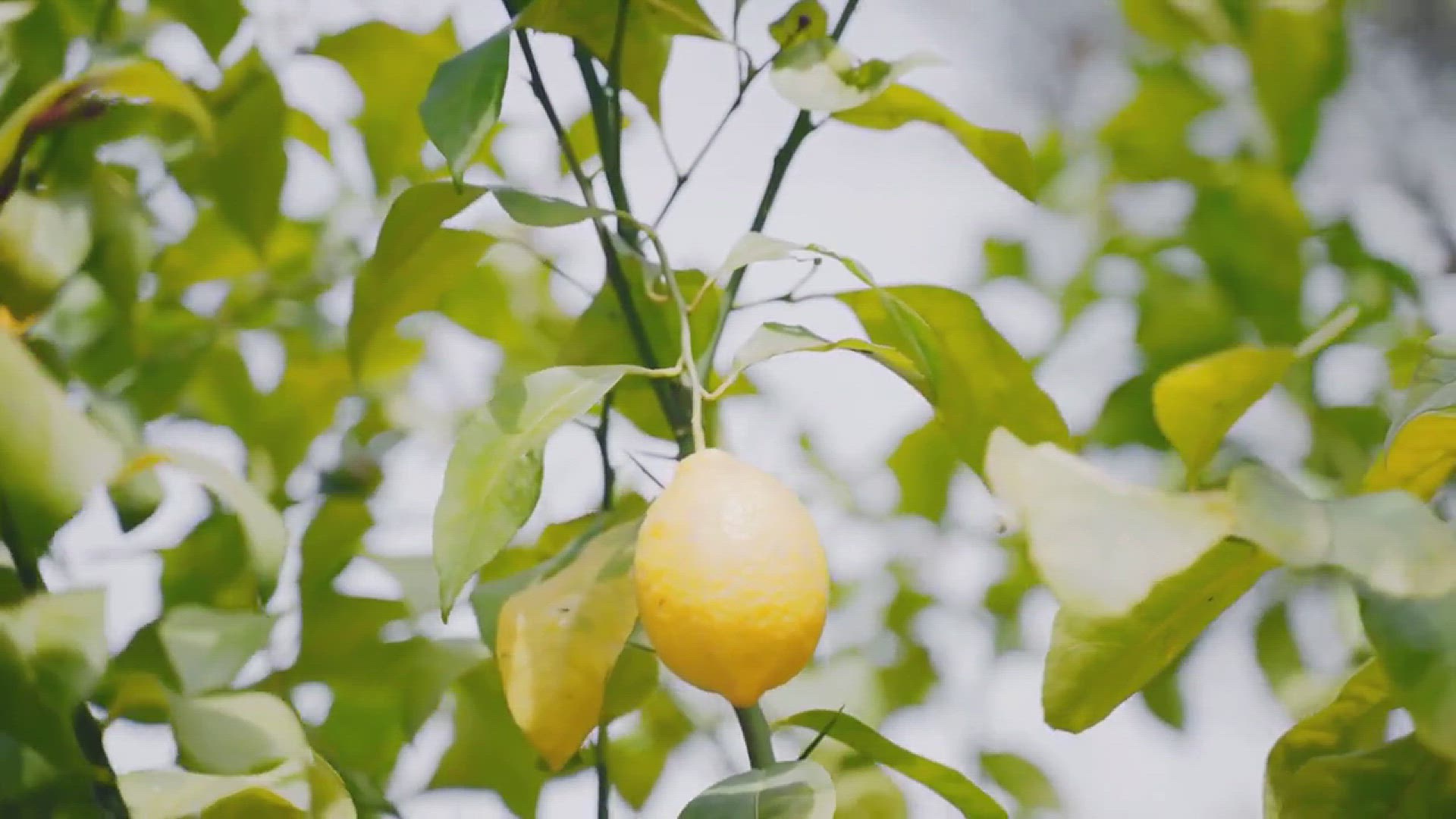 'Video thumbnail for How to Grow Lemon in a Cup'