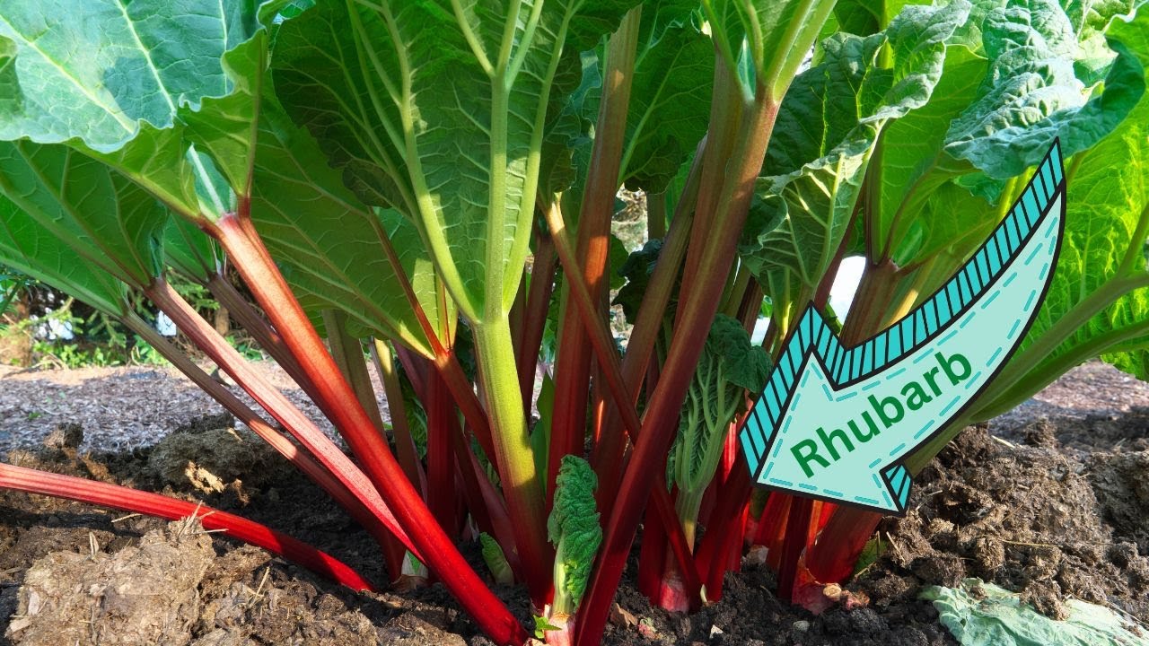 Video thumbnail for Maximize Your Rhubarb Potential: Discover the Companion Plants That Boost Flavor and Production!