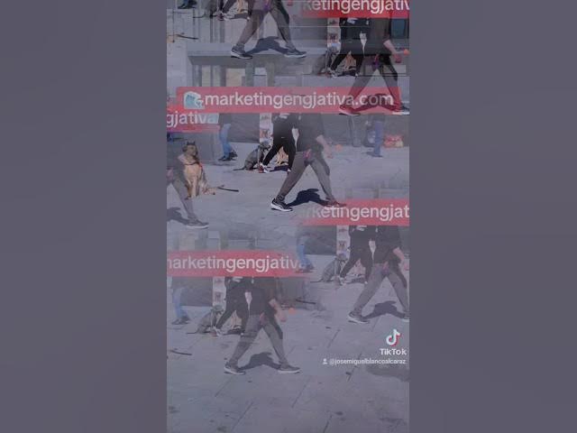 Video thumbnail for Exibion de la patrulla de policía canina en gandia
