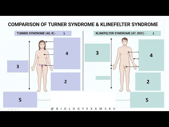 Video thumbnail for Klinefelter Syndrome vs Turner Syndrome: Key Differences Explained