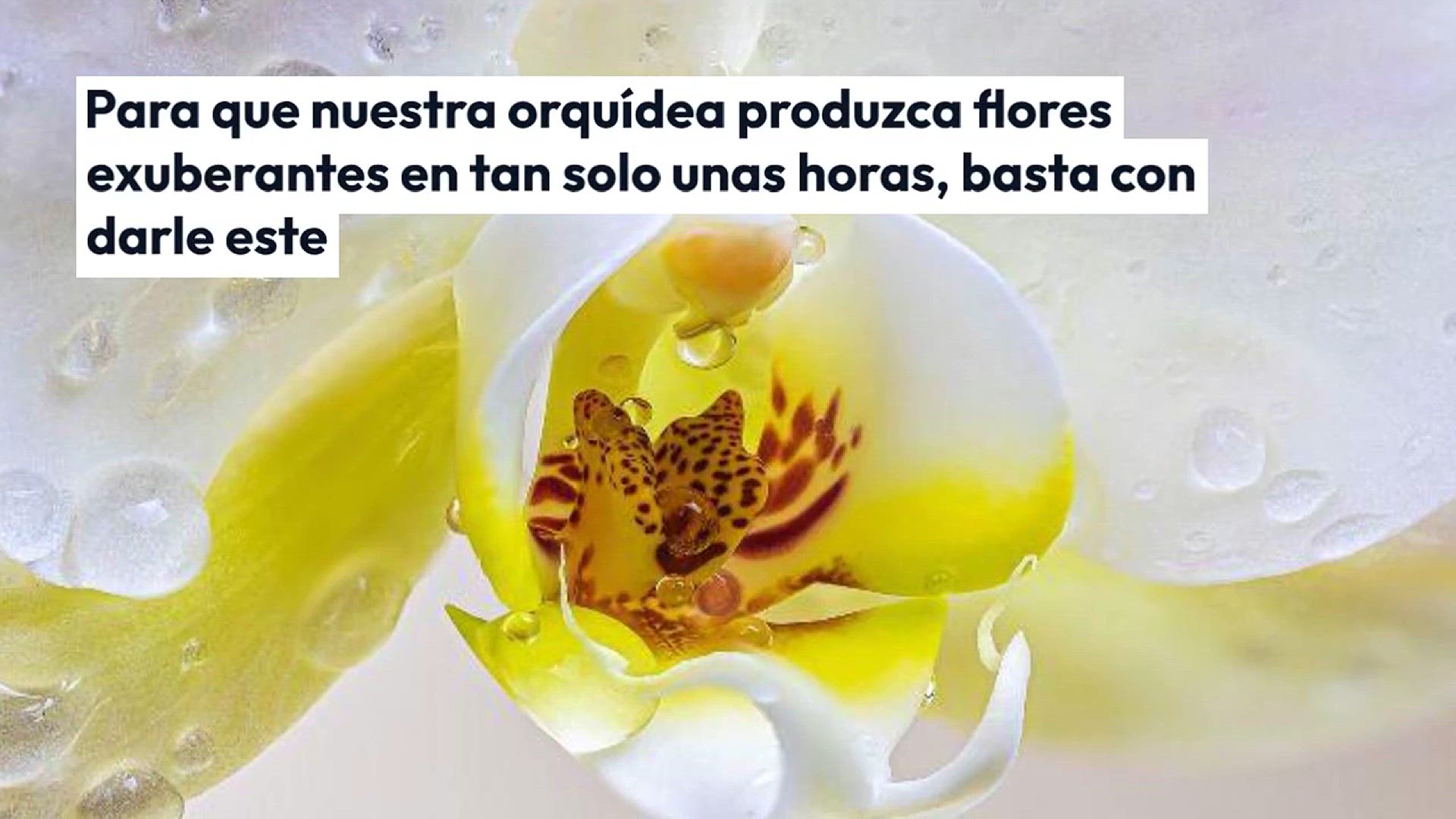 Video thumbnail for Dale un poco a tu orquídea, producirá un torrente de flores en cuestión de horas.