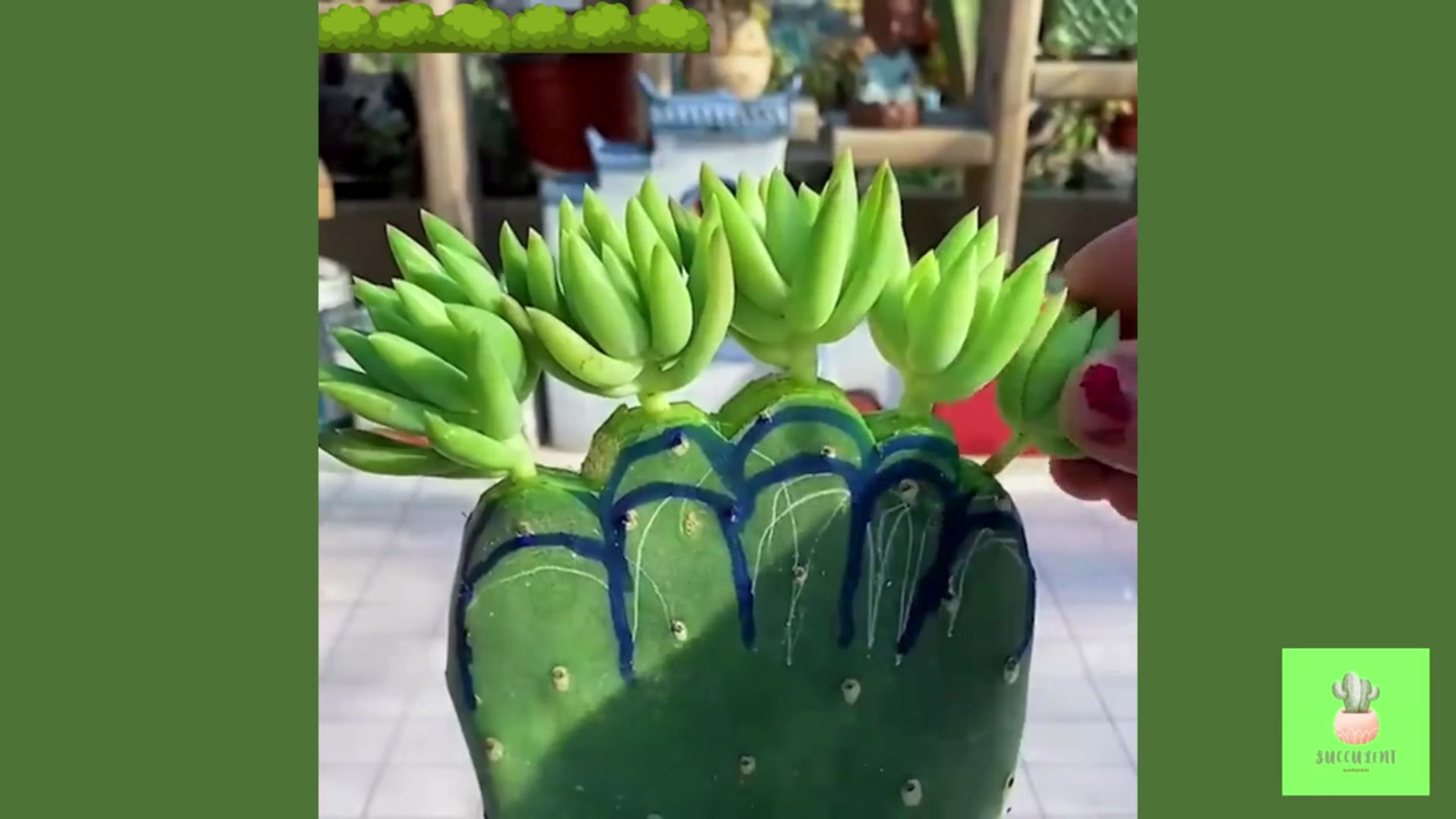 Video thumbnail for Useful Tips for Your Succulents - Part 5