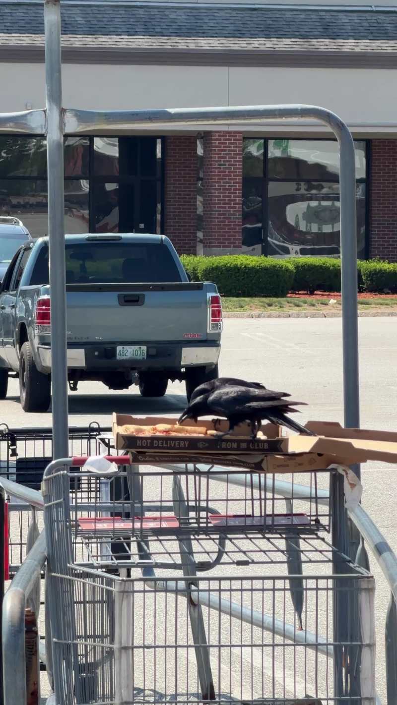 Video thumbnail for Clever Crows Steal Abandoned Parking Lot Pizza