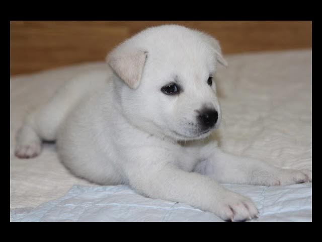 Video thumbnail for Can Puppies Eat Rabbit Ears? The Natural Chew You Didn’t Expect!