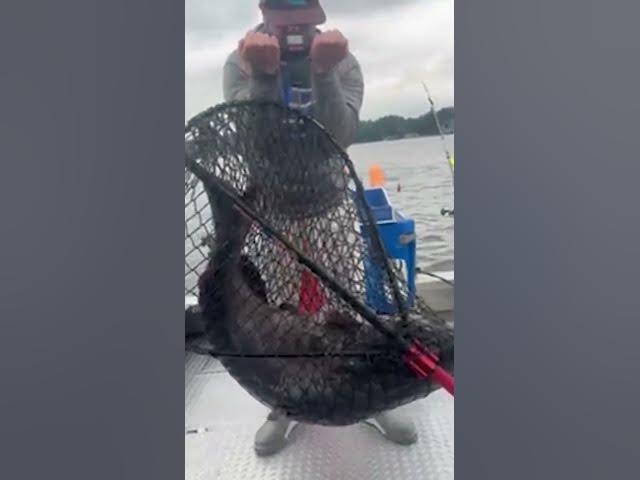 Video thumbnail for 🚨 Nearly 300 POUNDS of Blue Catfish Caught and Released 🤯