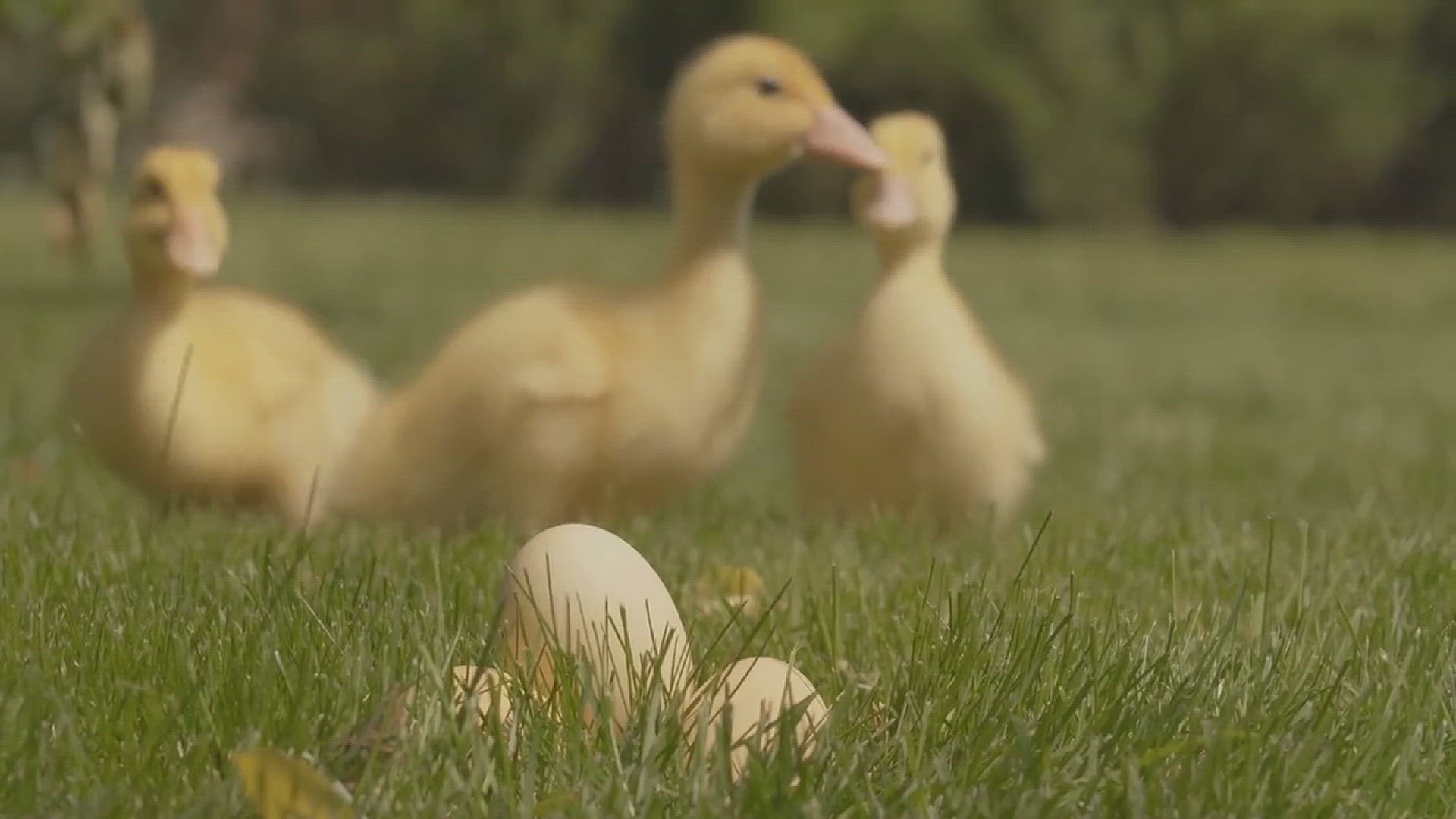'Video thumbnail for How to Get Rid of Geese'