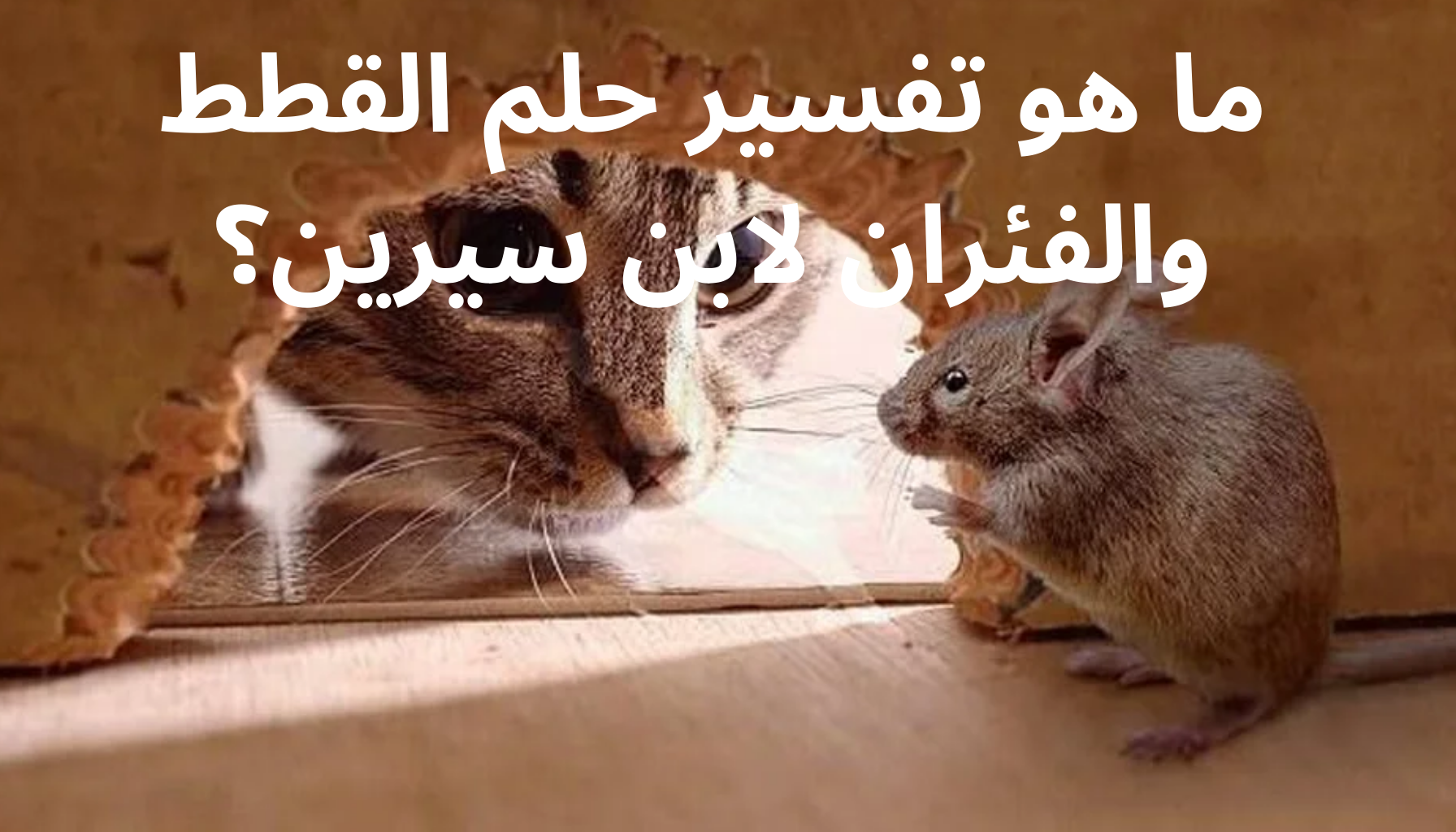 'Video thumbnail for ما هو تفسير حلم القطط والفئران لابن سيرين؟'