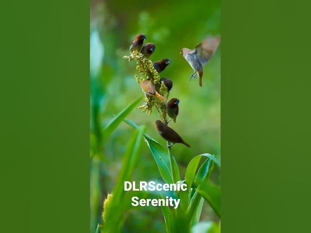 Video thumbnail for Birds  Humming | Nature Birds | The chestnut munia or black-headed munia ||