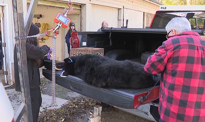 Video thumbnail for What you need to know: Bear hunt returns with tighter rules across New Jersey
