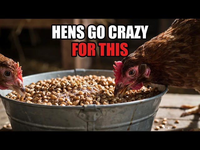 Video thumbnail for Chicken Feed Companies Pray You Never Ferment — One Bucket, Twice the Trough
