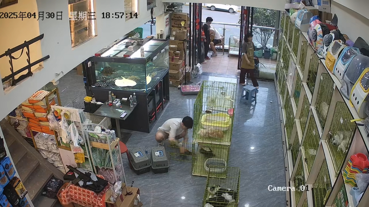 Video thumbnail for Man vs. Kittens: Hilarious Cage Escape in Chongqing Pet Shop