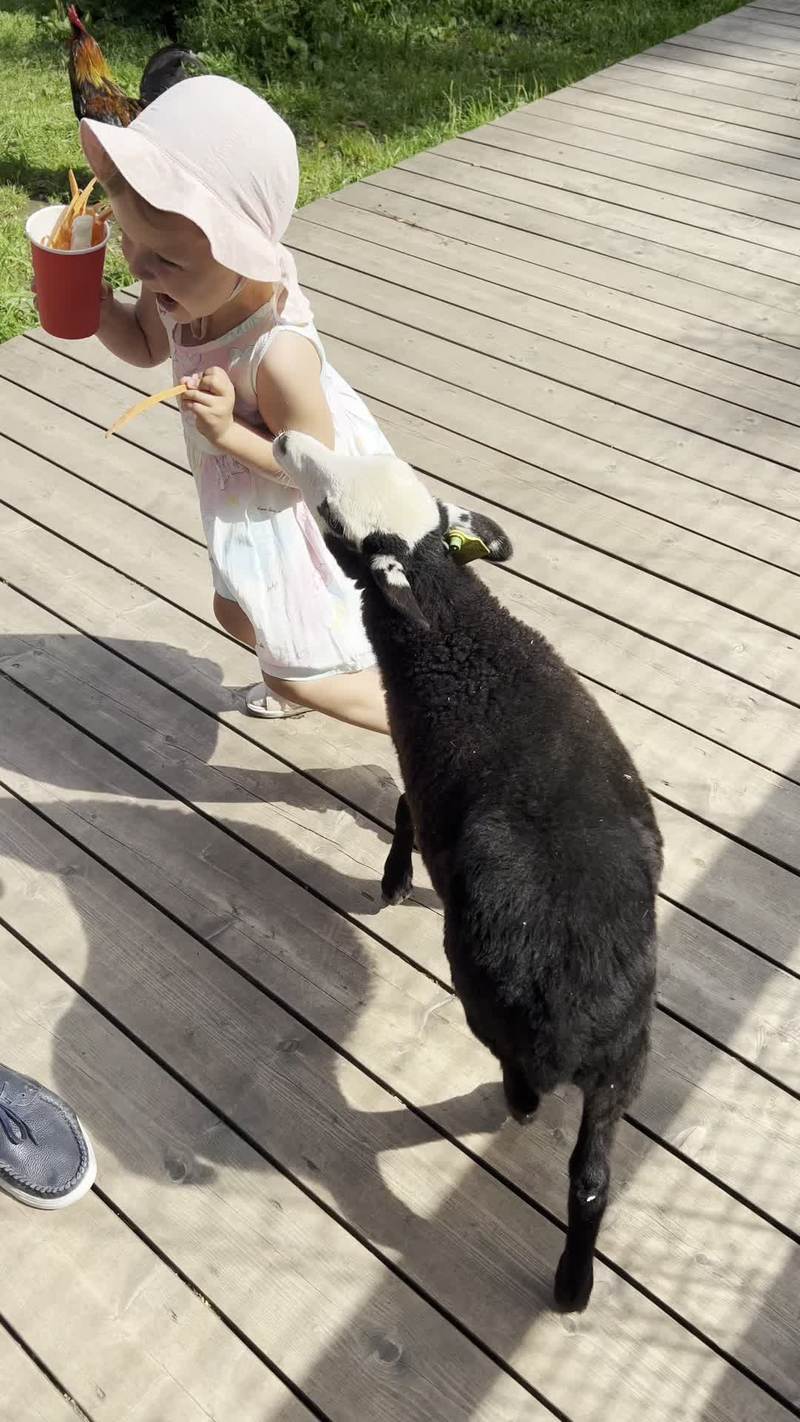 Video thumbnail for Toddler Befriends a Hungry Lamb at the Petting Zoo