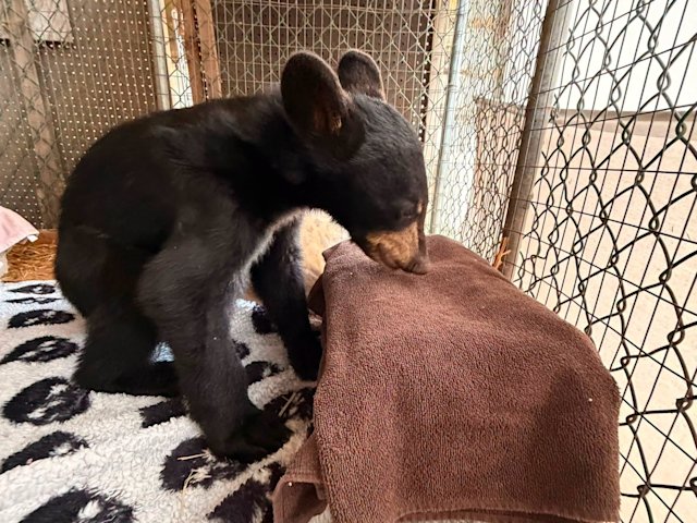 Video thumbnail for Critically injured NJ bear cub shows 'small improvements' on day 5 of recovery