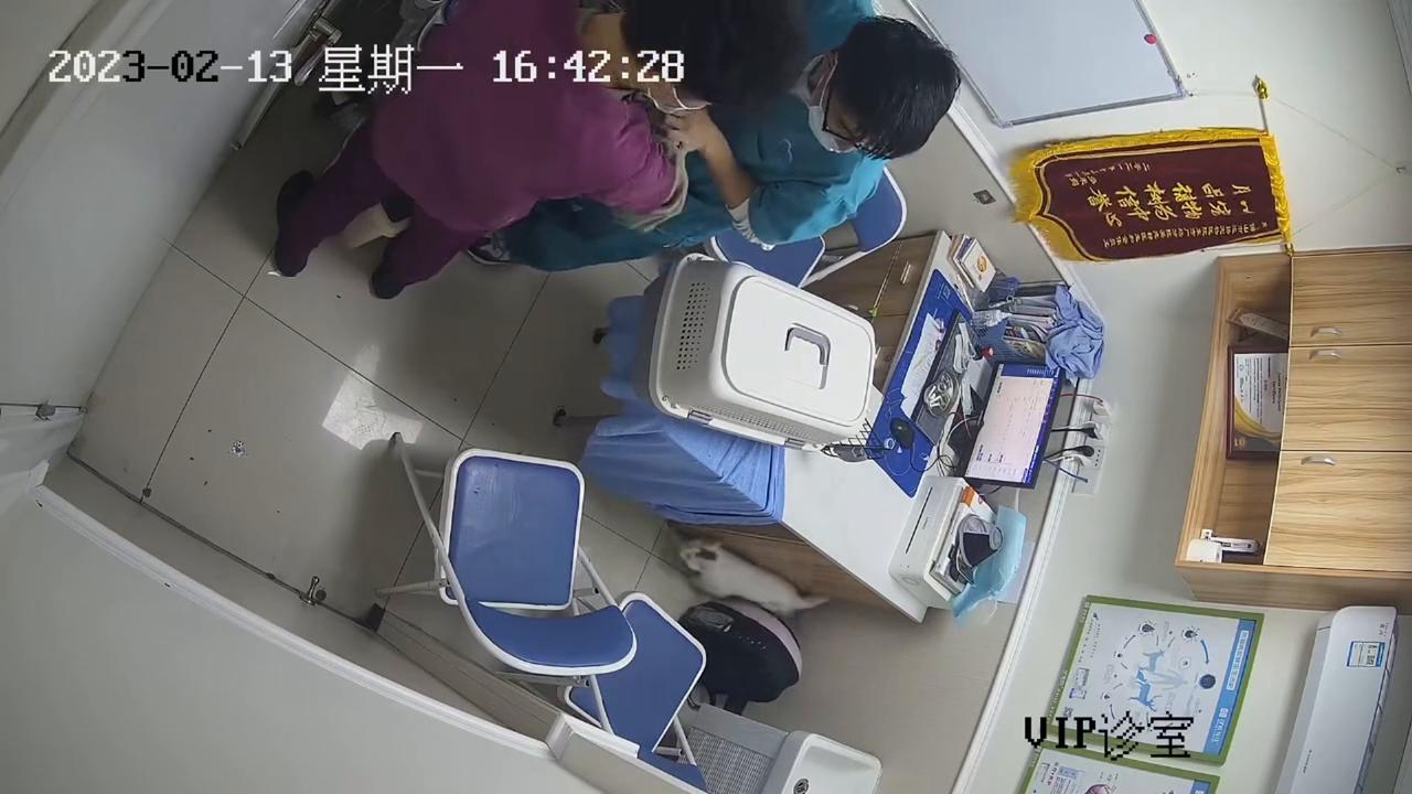 Video thumbnail for China: Chinese cat races around clinic and pulls down banners.