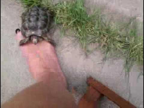 Video thumbnail for tortoise. bad buster