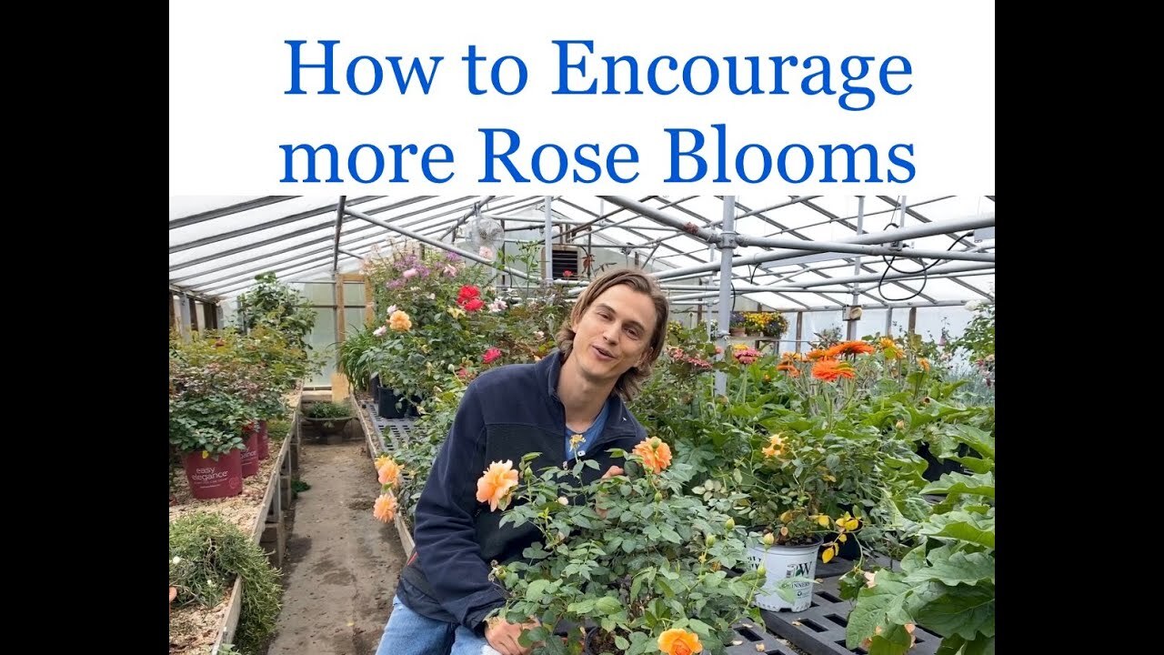 Video thumbnail for Quick Tip on Getting More Rose Blooms