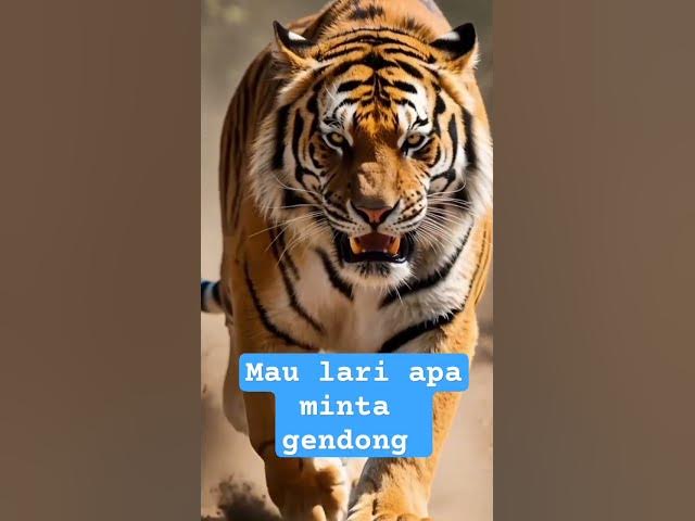 Video thumbnail for harimau marah