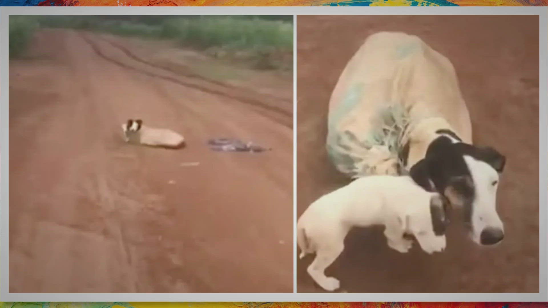 Video thumbnail for Momma canine discovered tied up in sack on deserted street, when vet seems nearer the darkish reality is revealed