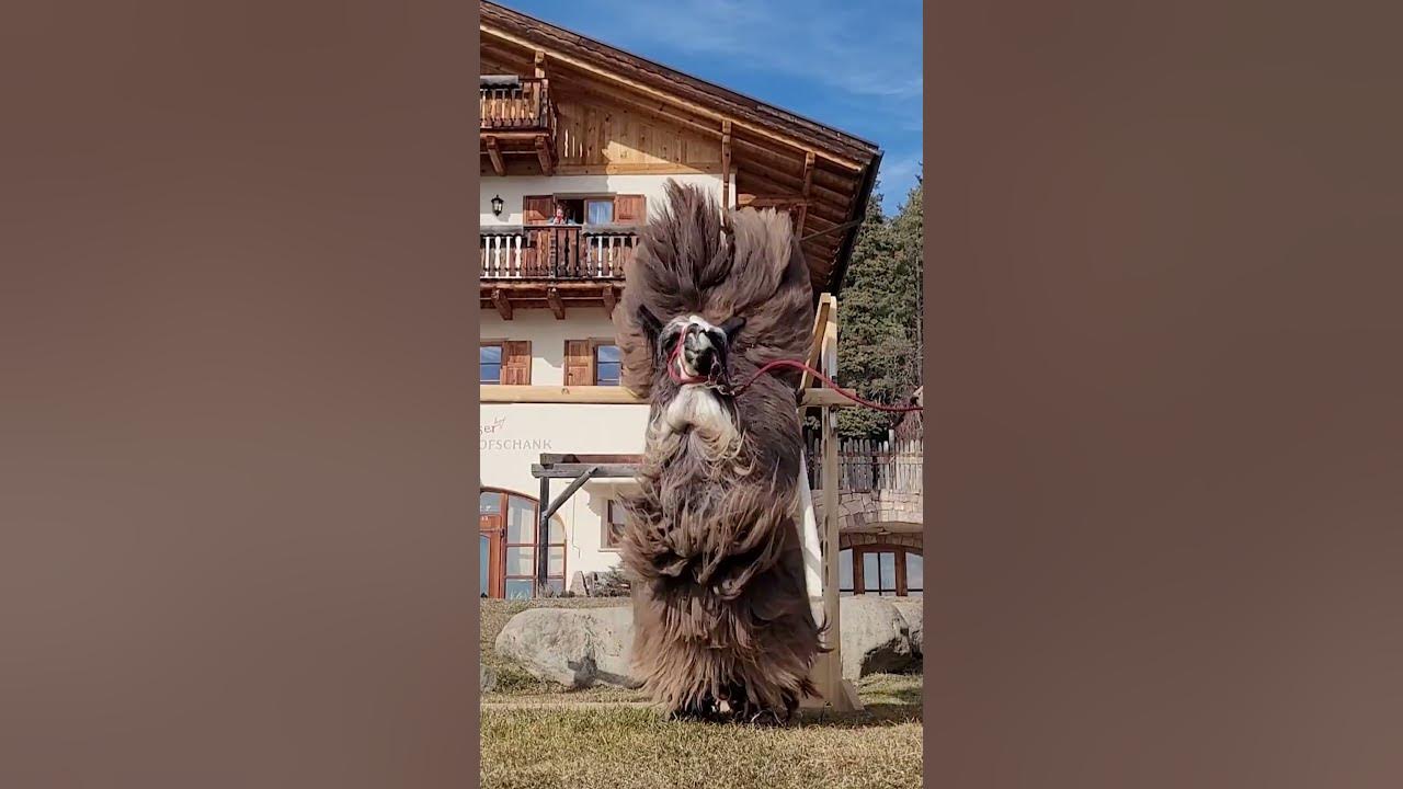 'Video thumbnail for See the highest jump by a llama by Boateng de Oro'