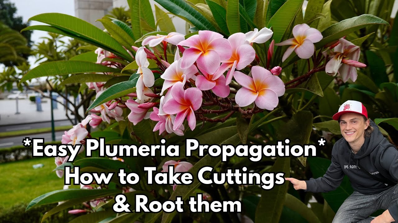 Video thumbnail for PLUMERIA Propagation - How to Easily take Cuttings & Root them (Frangipani)