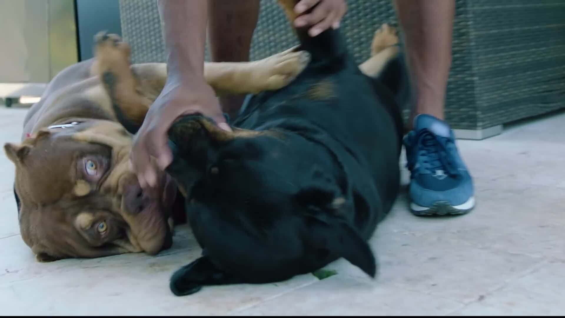 Video thumbnail for LeSean McCoy Talks Super Bowl Memories and Introduces His Dogs