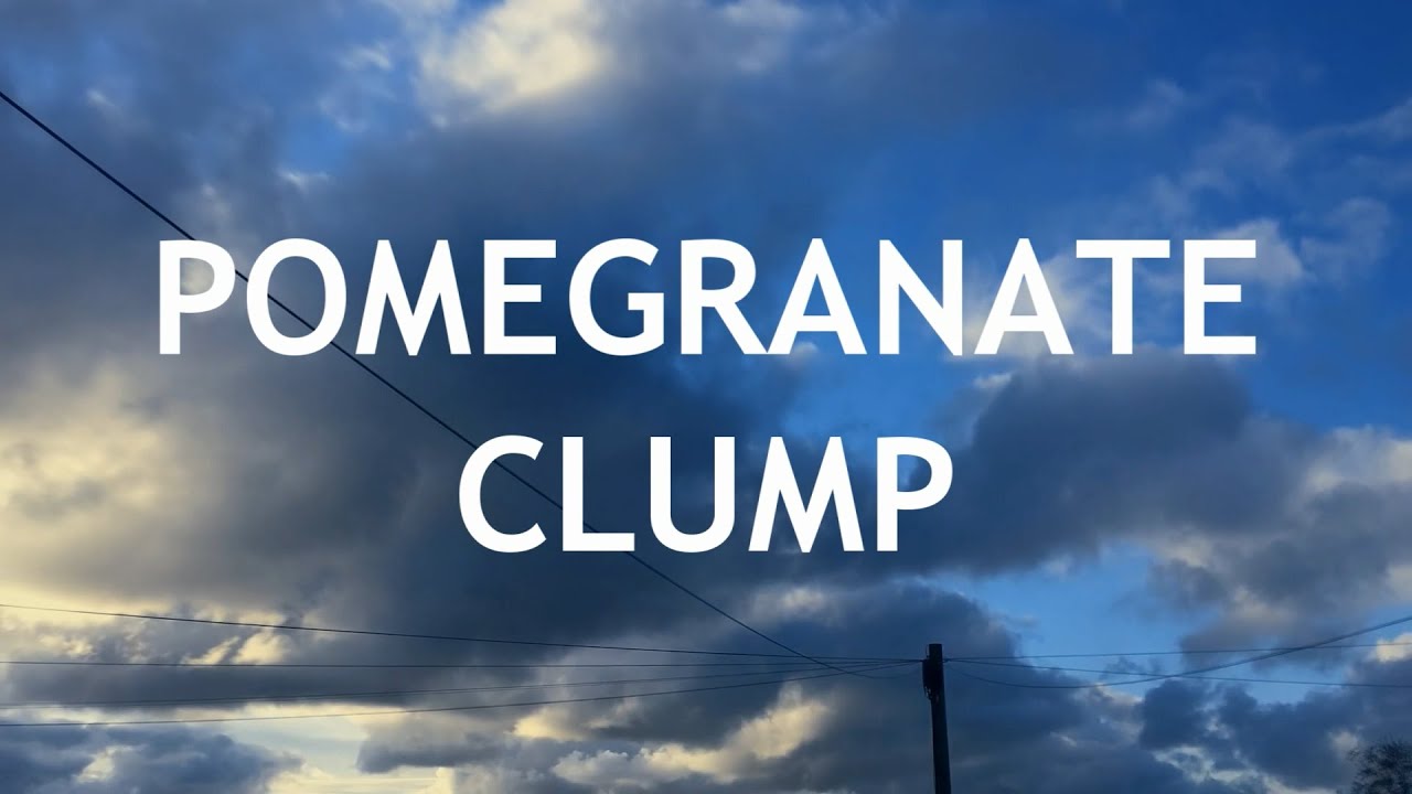 Video thumbnail for Pomegranate Fusion Clump Style Bonsai, from seed, 1