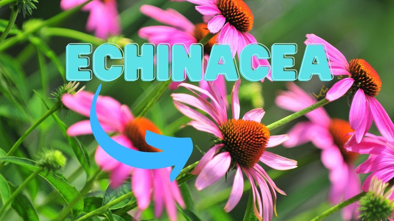 Video thumbnail for Growing Echinacea? Don't Miss These 8 Perfect Plant Partners!